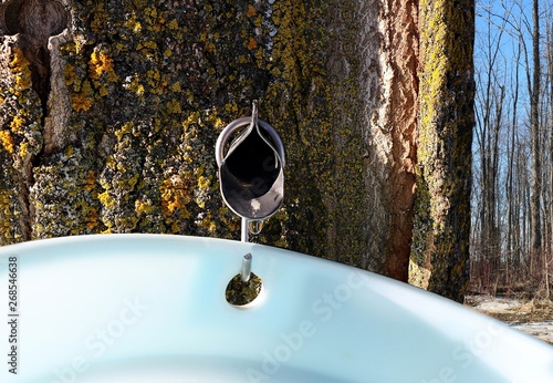 Close-up of metal maple syrup tapping spile in tree with sap dripping into plastic pail and bare maple trees in bush behind. Food production concept photo