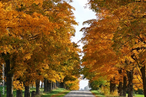 Vibrant Fall color on rows of hard Maple trees on sides of road © Diane