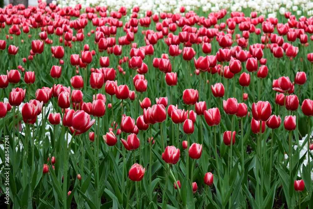 Flower field of bright red tulips Flower field of bright red tulips