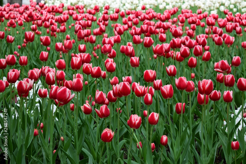 Flower field of bright red tulips