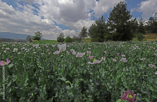 the flower of the poppy plant photo