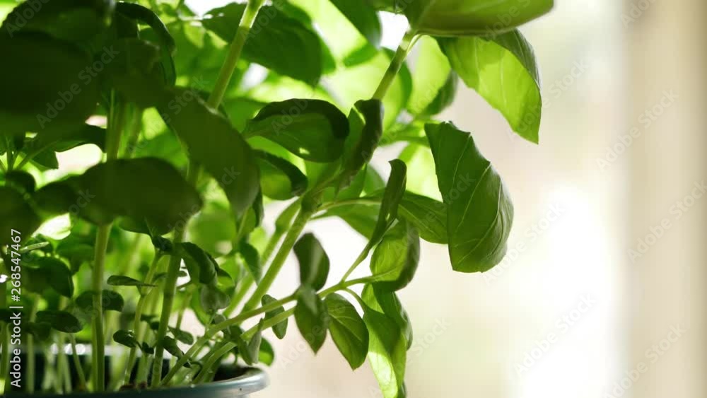 Spraying basil leaves with water close up Spraying basil leaves with water close up