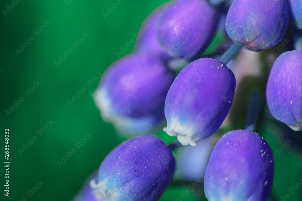 blue Muscari early in the morning. morning in the Park. flowers close-up macro photo. blue Muscari early in the morning. morning in the Park. flowers close-up macro photo.