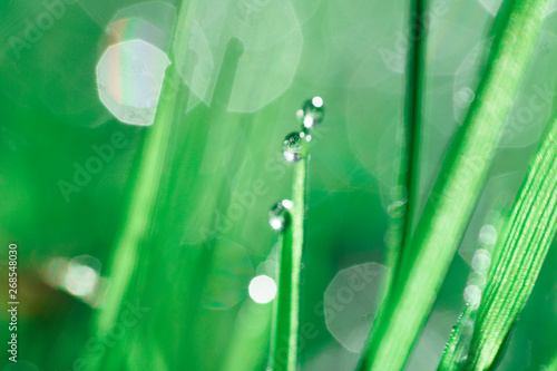 lawn in the morning. morning in the Park. green grass with dew drops close-up macro photo