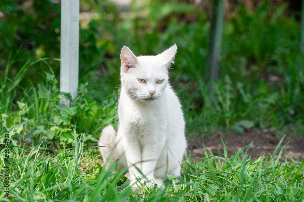 Obraz premium White cat in the grass