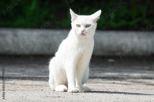 White cat in the grass © alexbush