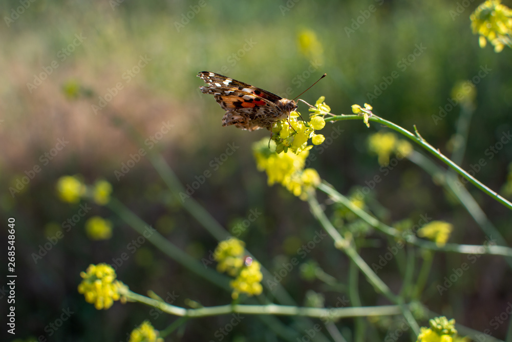 Painted Lady Butterfly with closed wings on plant stem with yellow flowers in the background Painted Lady Butterfly with closed wings on plant stem with yellow flowers in the background
