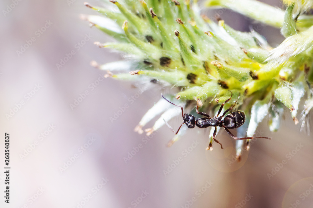 The ant sits on a tree branch on a sunny day. On the branch leaves bloom. Insect and flora. The concept of environmental protection. World environment day. Copy space for text. The ant sits on a tree branch on a sunny day. On the branch leaves bloom. Insect and flora. The concept of environmental protection. World environment day. Copy space for text.