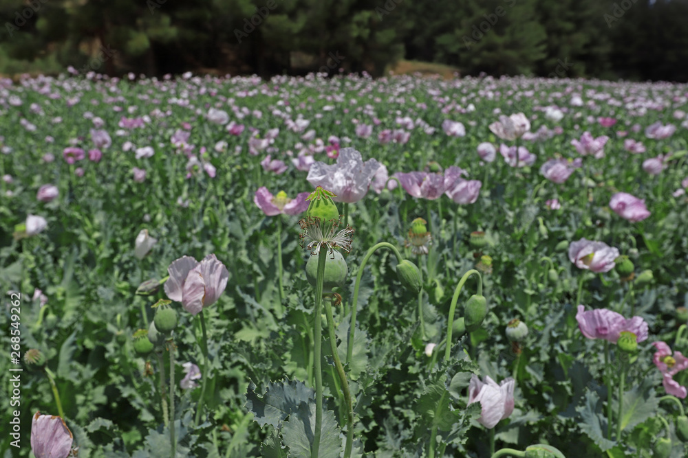 the flower of the poppy plant