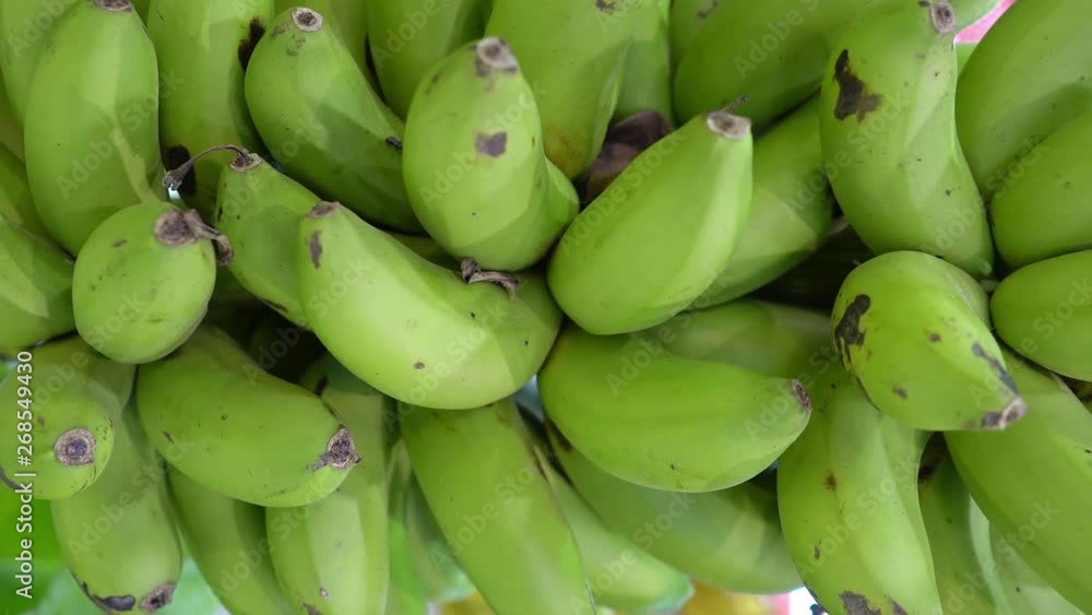 panning of green bunch of banana, grown up in South east Asia panning of green bunch of banana, grown up in South east Asia