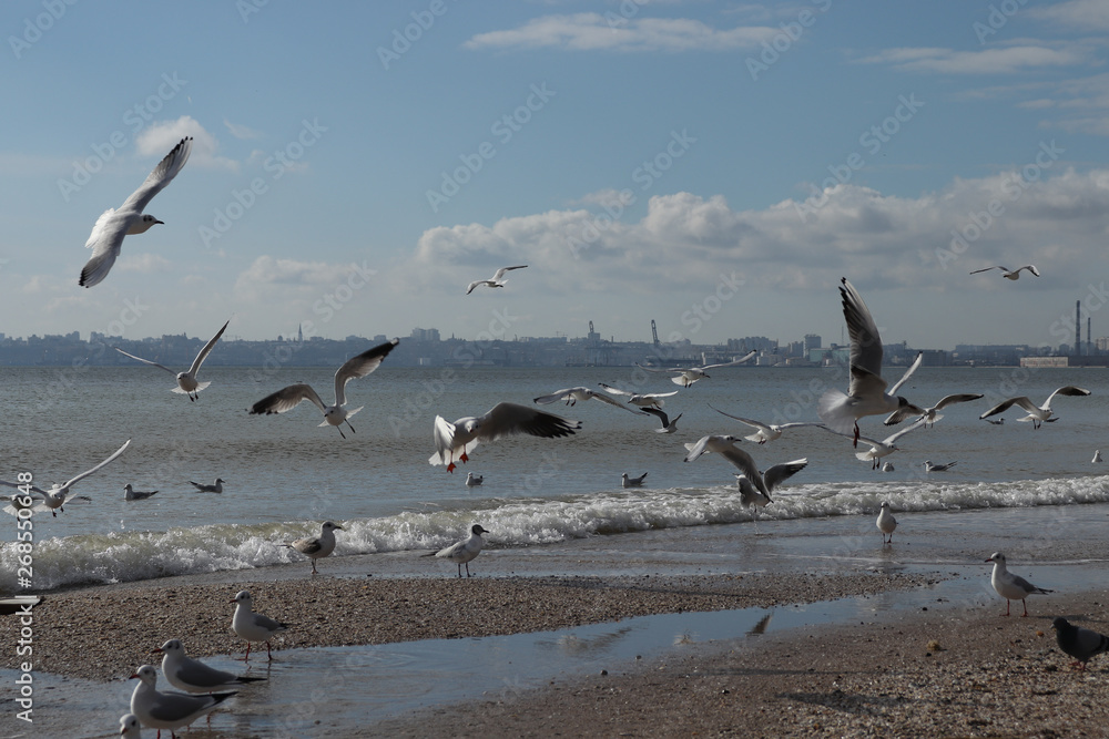 Seagulls by the sea. Birds at the beach. Day at the beach.