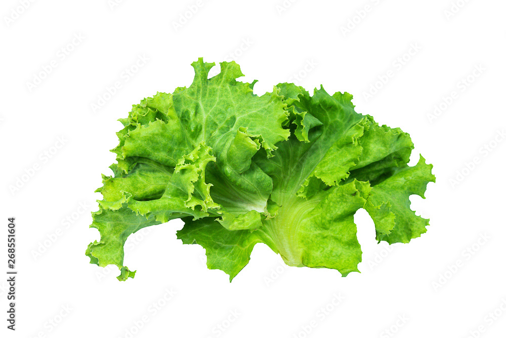 Fresh green lettuce, Salad leaf isolated on a white background Fresh green lettuce, Salad leaf isolated on a white background