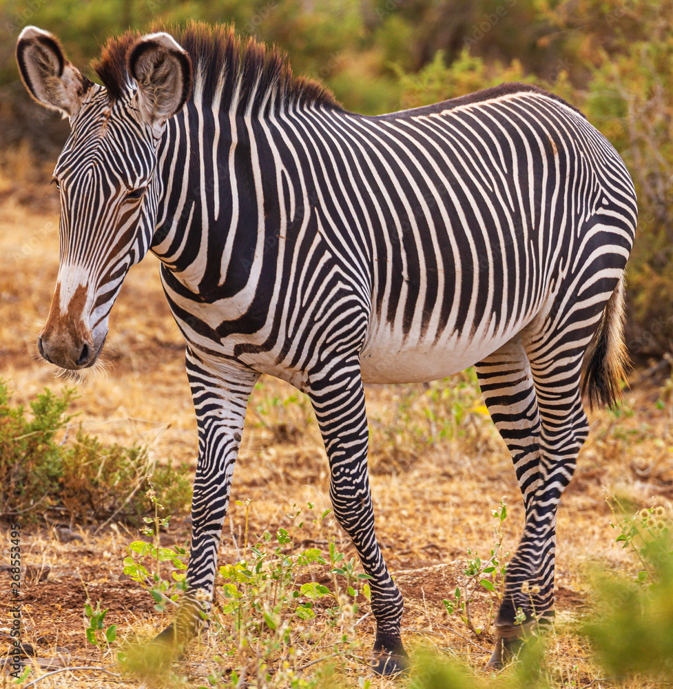 Grevy's zebra, Grévy's zebra, Grevy's zebra, Grévy's zebra,