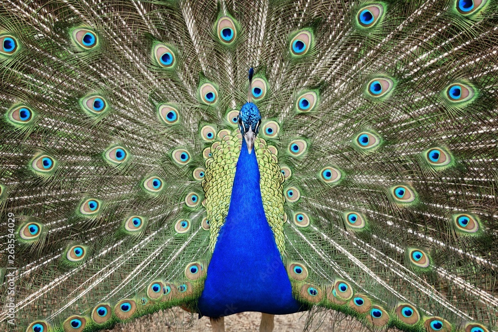 Obraz premium Peacock