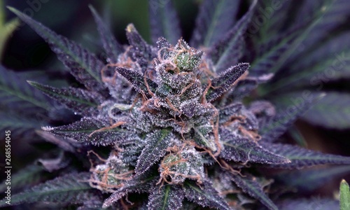 Purple Dank