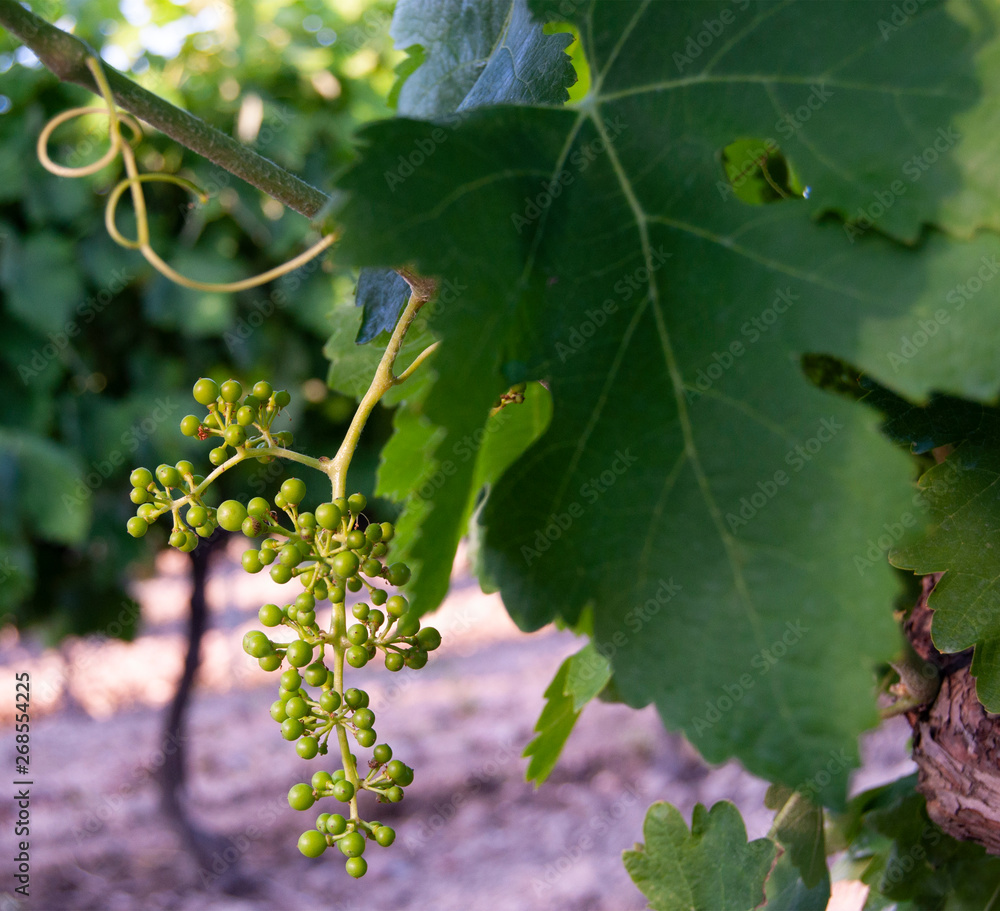 Naklejka premium Vineyard leaf with the first bunches of grapes.