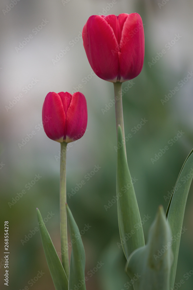 A blooming Tulip in the spring in the flower bed
