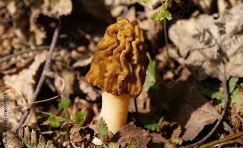 Blond Morel