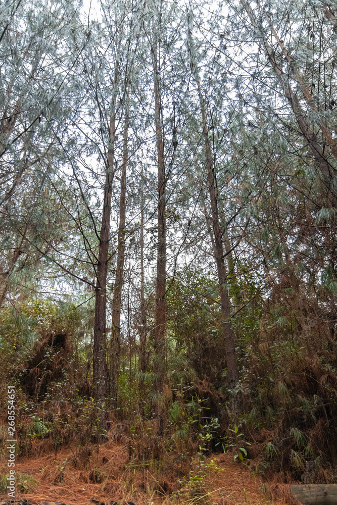 pine trees pine trees