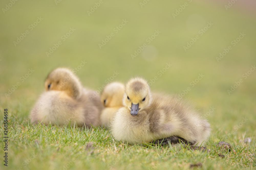 Canada geese babies