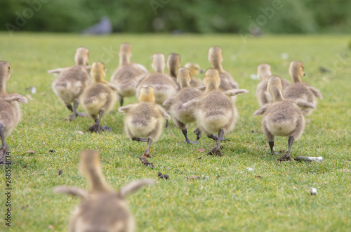 Canada geese babies