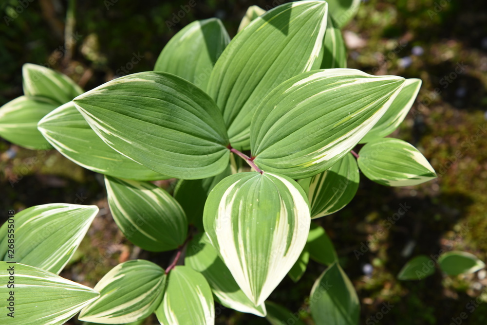 The leaves of Hosta (Plantain lily) are very beautiful. The leaves of Hosta (Plantain lily) are very beautiful.
