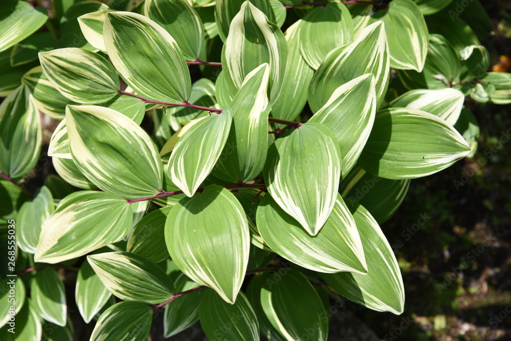 Obraz premium The leaves of Hosta (Plantain lily) are very beautiful.