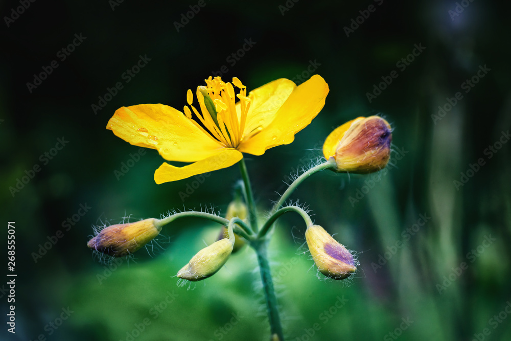 Celandine blossom and buds in spring Celandine blossom and buds in spring