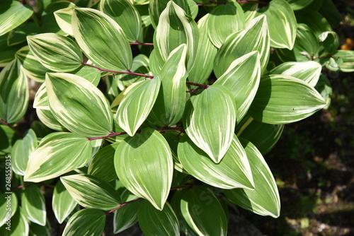The leaves of Hosta (Plantain lily) are very beautiful.