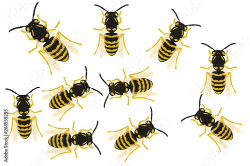 Abejas vistas desde arriba sobre fondo blanco.