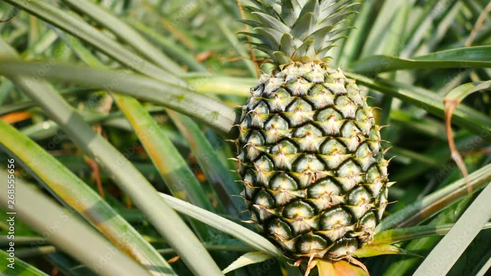 Close up of pineapple in plantation field. Tropical pineapple fruit with natural farm Close up of pineapple in plantation field. Tropical pineapple fruit with natural farm