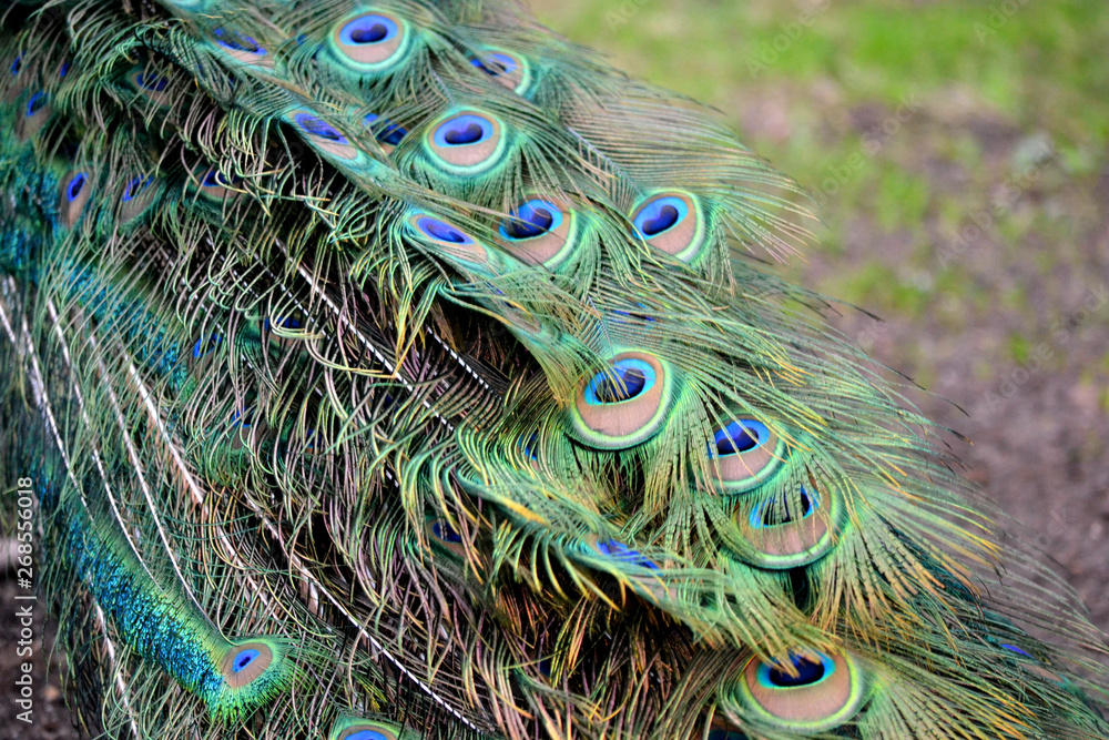 Fototapeta premium Peacock bird colorful feather - pattern