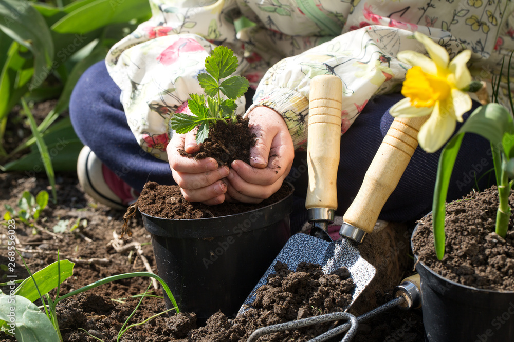little girl planting flowers in the garden Stock Photo | Adobe Stock