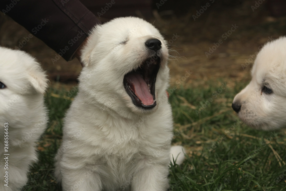 Cute white swiss shepherd puppy yawning.