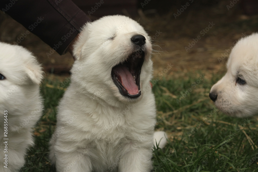 Cute white swiss shepherd puppy yawning. Cute white swiss shepherd puppy yawning.
