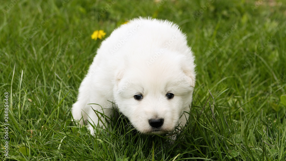 White swiss shepherd puppy sitting on grass with dandelions. White swiss shepherd puppy sitting on grass with dandelions.