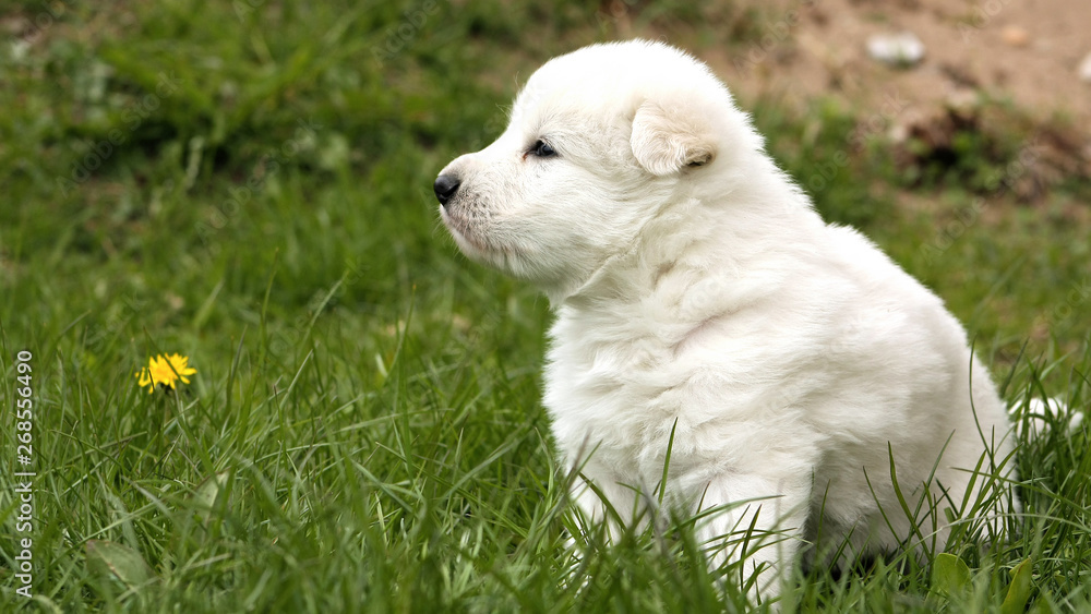 White swiss shepherd puppy sitting on grass with dandelions. White swiss shepherd puppy sitting on grass with dandelions.