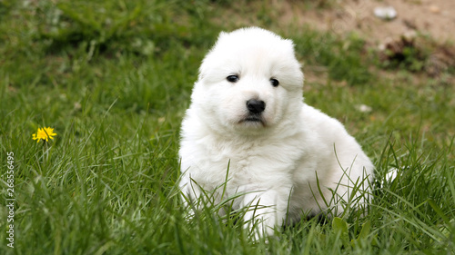White swiss shepherd puppy sitting on grass with dandelions.