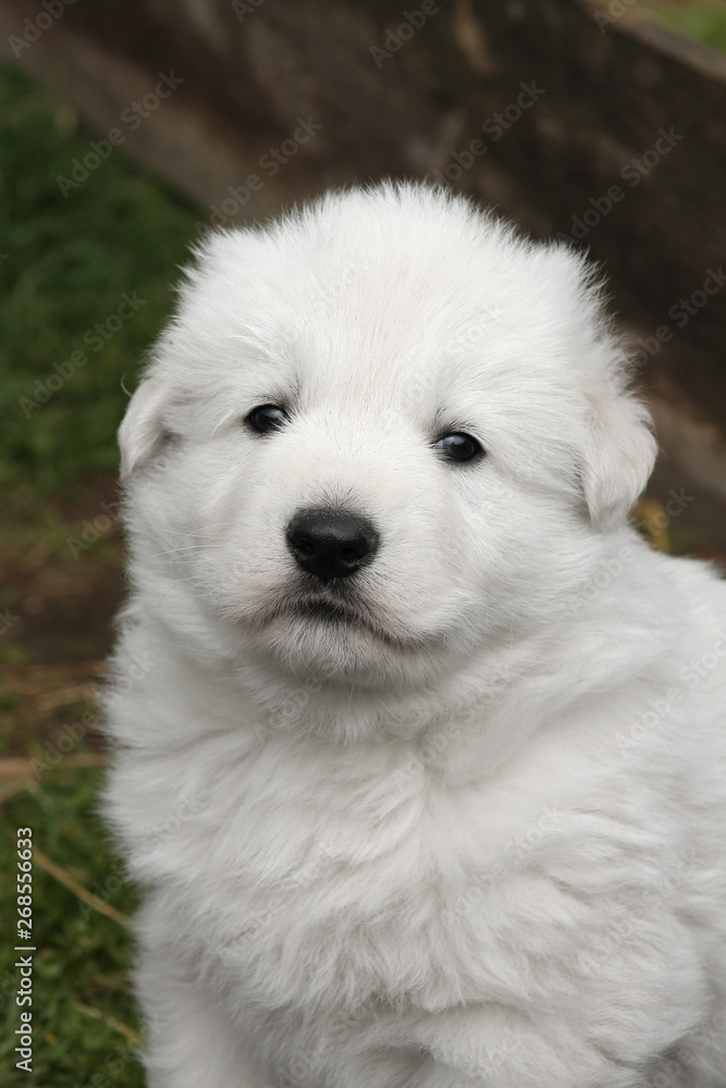 Portrait of a white swiss shepherd puppy. Portrait of a white swiss shepherd puppy.