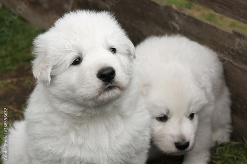 Two white swiss shepherd puppies outside.