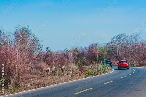 Herd of cows walk for food on the side of the road in the midst of dry trees on April of Thailand. photo