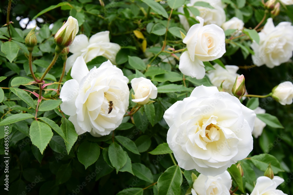 Weiße Rosen im Garten Weiße Rosen im Garten