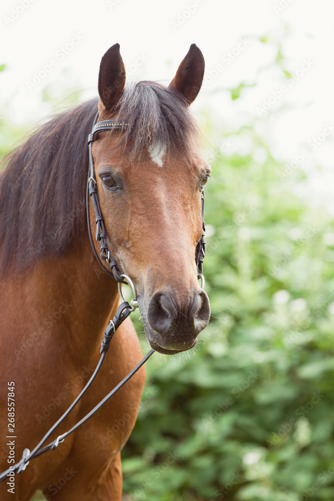 Obraz premium Reitpony