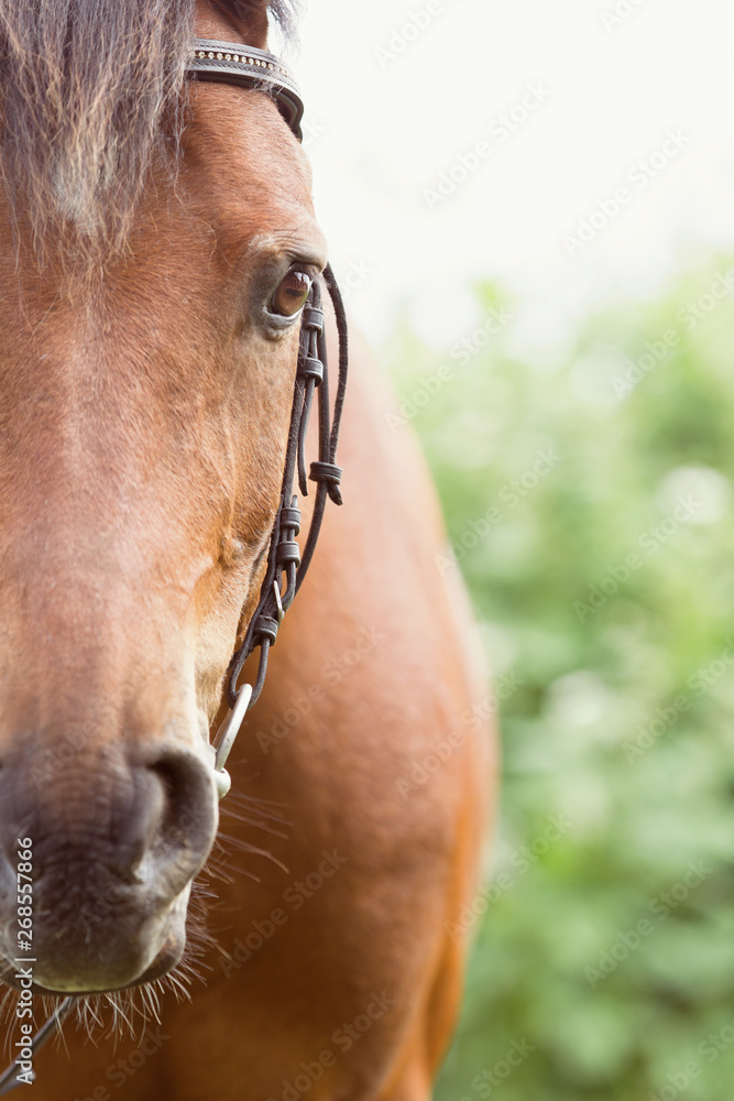 Naklejka premium Reitpony