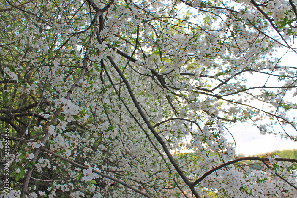 Apple branches with white flowers blooming in spring Apple branches with white flowers blooming in spring