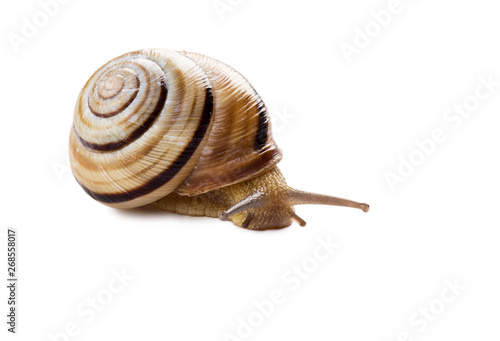 Colorful Helicid Snail isolated on white.