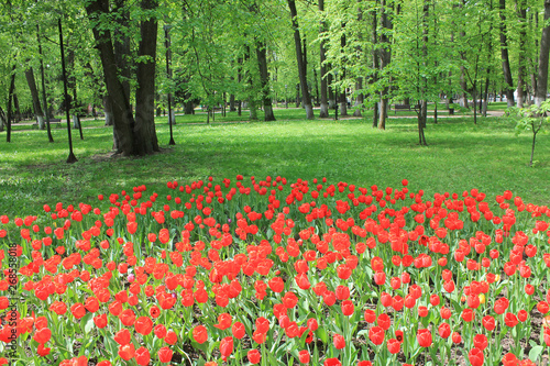 Large flowerbed of red tulips in the spring garden