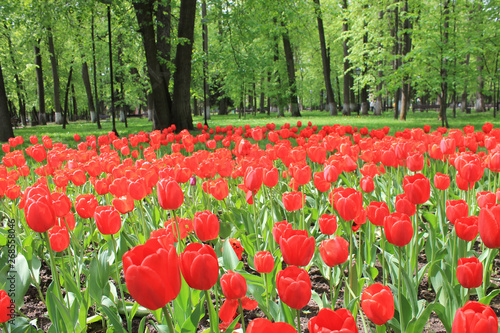 Large flowerbed of red tulips in the spring garden