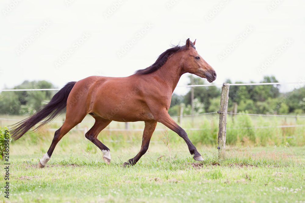 Reitponywallach auf der Weide Reitponywallach auf der Weide