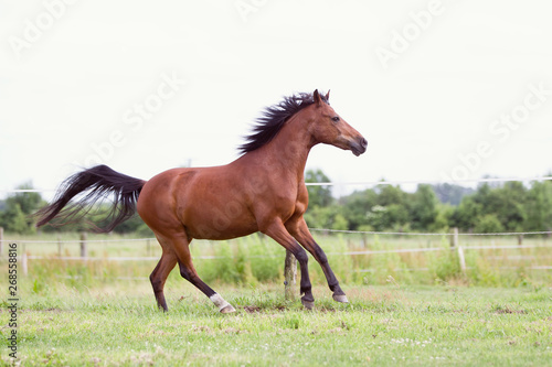 Reitponywallach auf der Weide photo